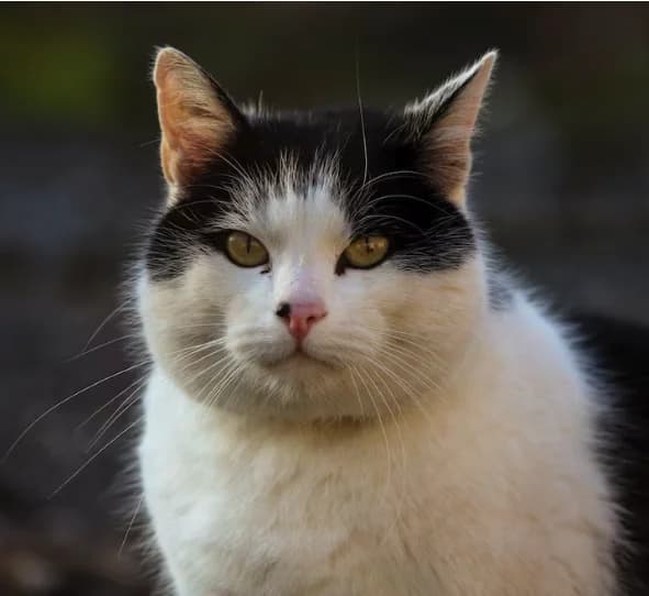 Whiskers original pet photo — before transformation