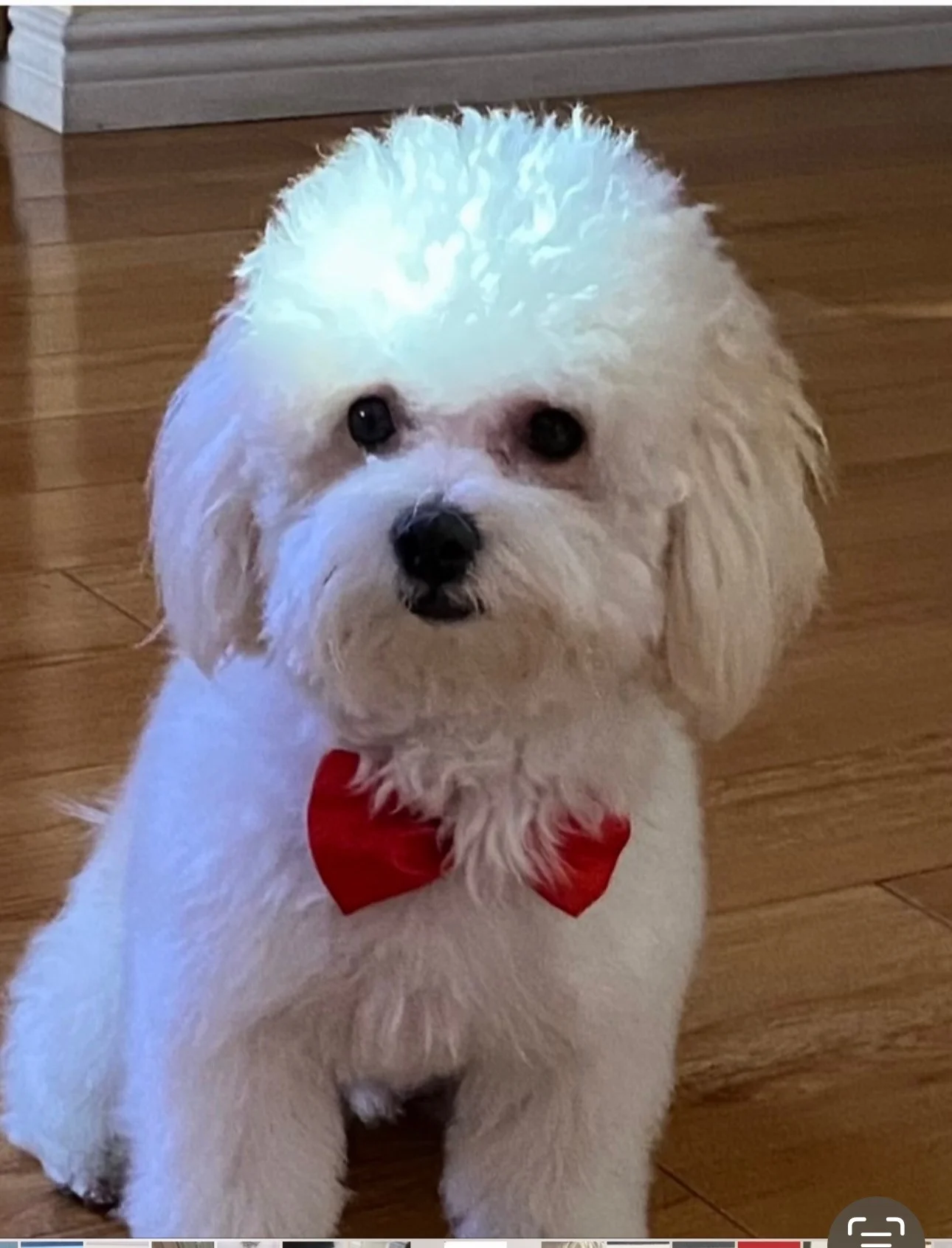 Max original pet photo — before transformation