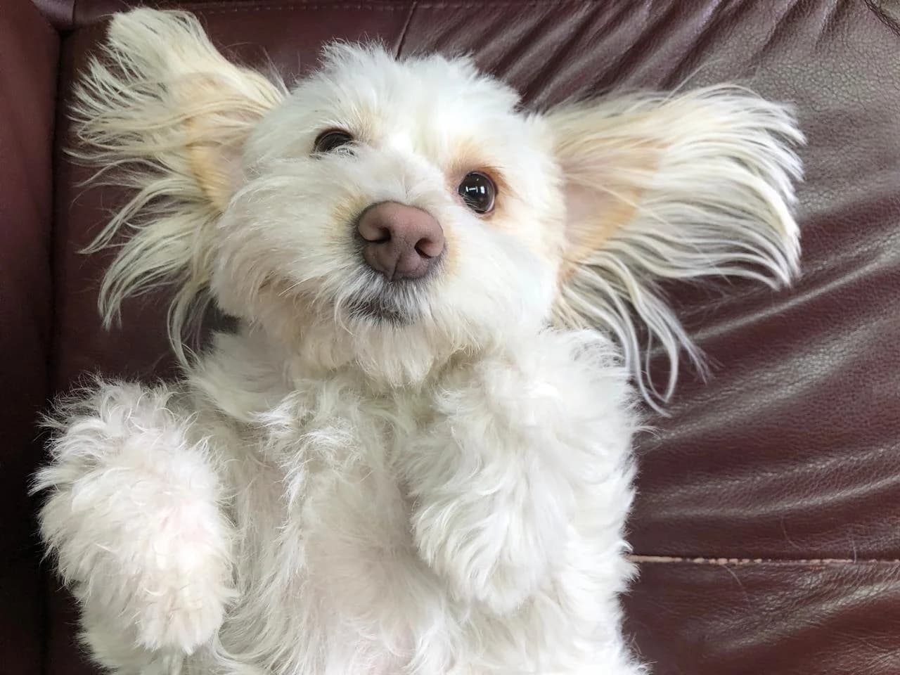 Curlie original pet photo — before transformation